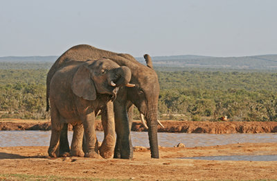 elephants 7.jpg