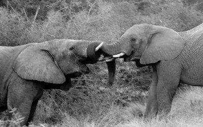 elephant bulls sparring mono.jpg