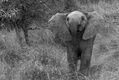 baby elephant mono.jpg