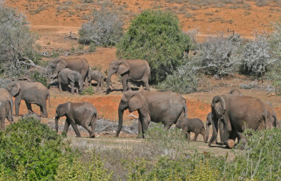 elephants 6.jpg