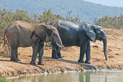 elephants wet and dry.jpg