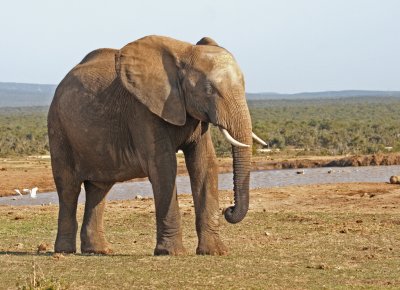 elephant 6.jpg