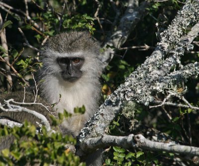 vervet monkey 2.jpg