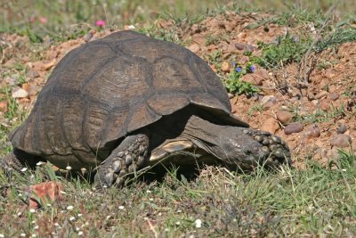 leopard tortoise.jpg