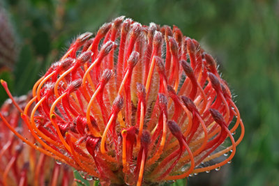 Leucospermum scarlet ribbon.jpg