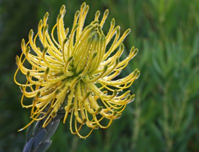 leucospermum reflexum lutea.jpg