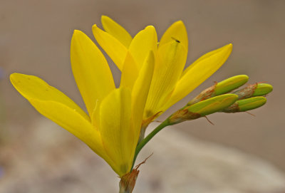 Sparaxia grandiflora.jpg