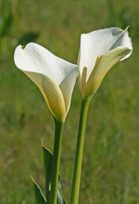 Zantedeschia aethiopica.jpg