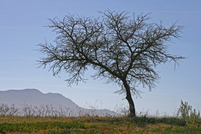 Acacia karoo.jpg