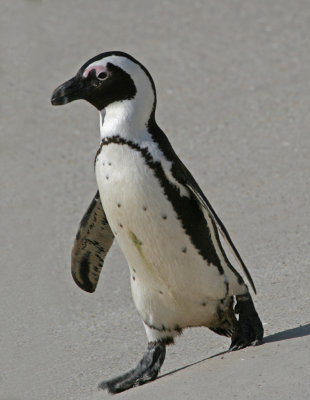 African penguin.jpg