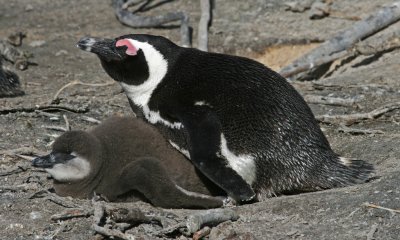 African penguin and chick.jpg