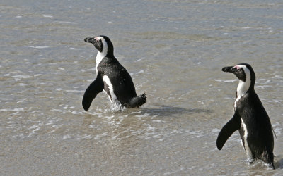 african penguins 4.jpg