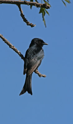 fork tailed drongo.jpg