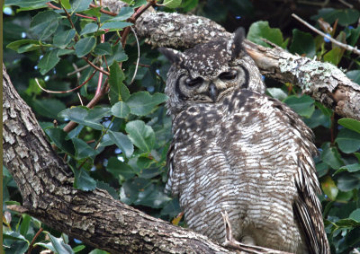 spotted eagle owl.jpg
