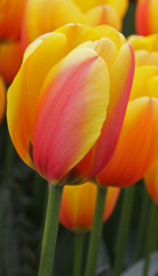 tulip world peace.jpg