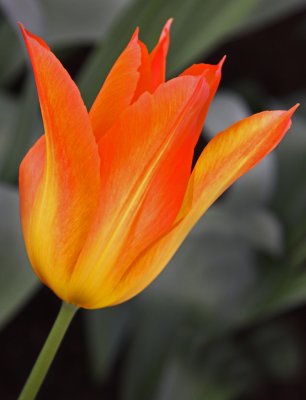 tulip lily fire.jpg