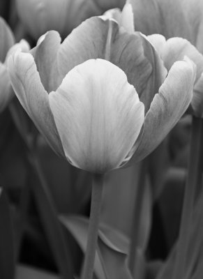 tulip monochrome.jpg