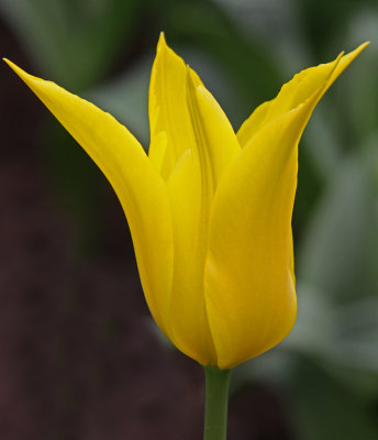 tulip flashback.jpg