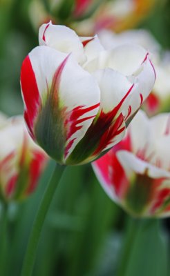 tulip flaming spring green.jpg