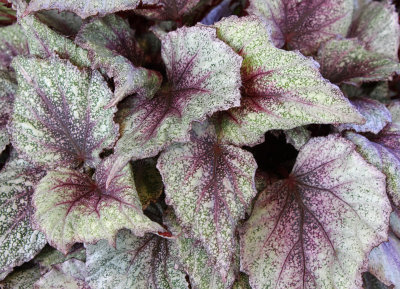 Begonia leaf 5.jpg