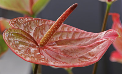 pink anthurium.jpg