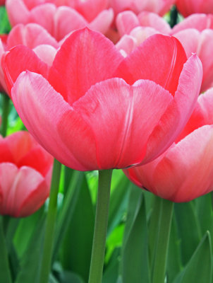 tulip Pink impressions.jpg