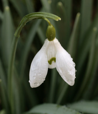 02 February snowdrop.jpg