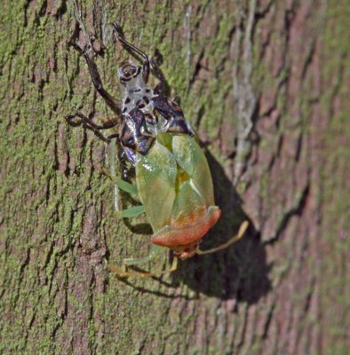 10 October shield bug shedding skin.jpg