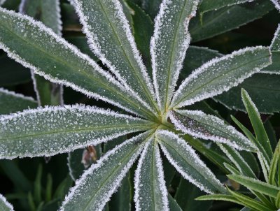 12 December frosted hellebore leaf 2.jpg