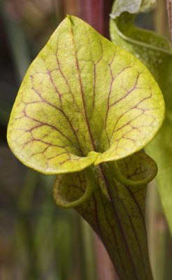 Sarracenia 2.jpg