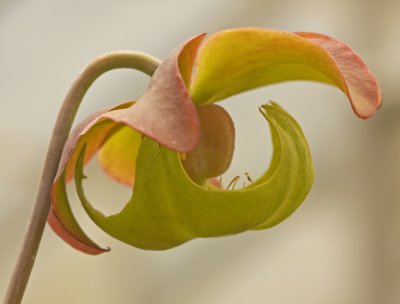 pitcher plant flower 2.jpg