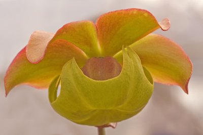 pitcher plant flower.jpg