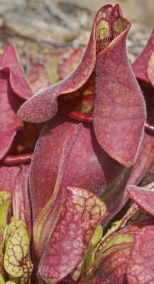 pitcher plant.jpg