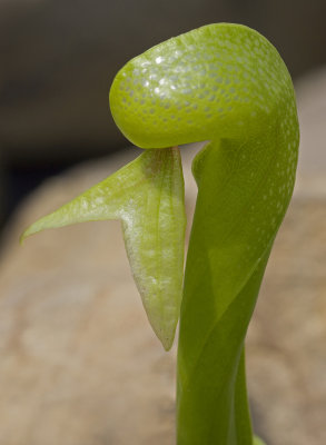 cobra lily 3.jpg