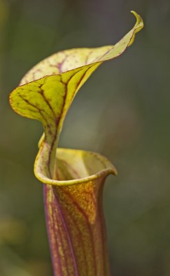 Sarracenia 10.jpg