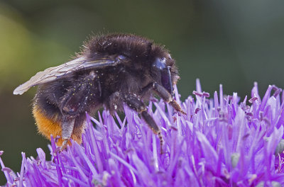 red tailed bumble bee 2.jpg
