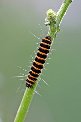cinnebar caterpillar 3.jpg