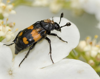 Nicrophorus investigator with mites.jpg