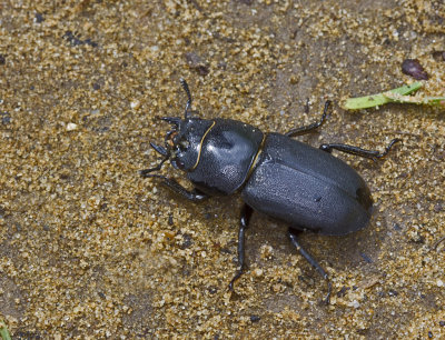 lesser stag beetle .jpg