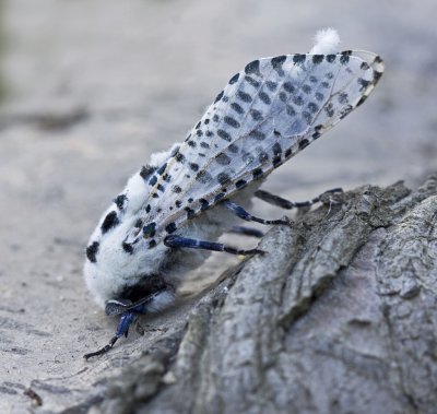 leopard moth pheromone.jpg