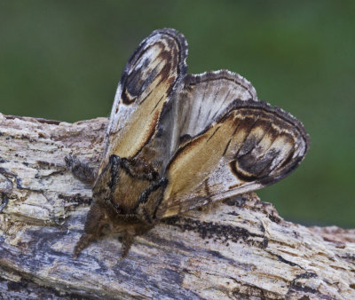 pebble prominent moth.jpg
