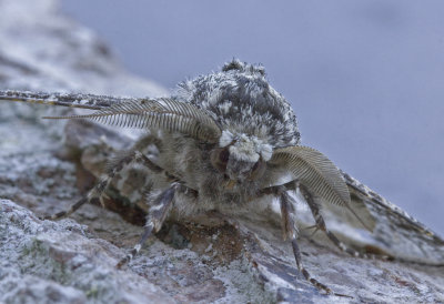 pepper moth head a.jpg