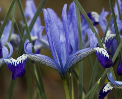 Iris reticulata Clairette.JPG
