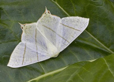swallowtail moth.jpg