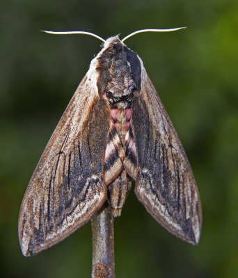 privet hawk moth 9.jpg