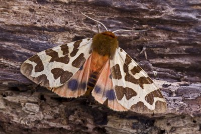 garden tiger moth a.jpg