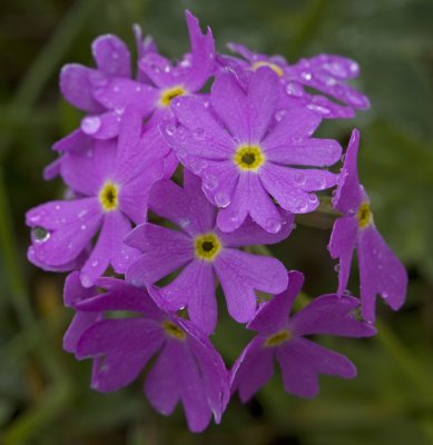 Primula farinosa 3.jpg