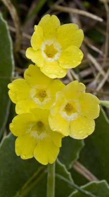 Primula auricula 2.jpg