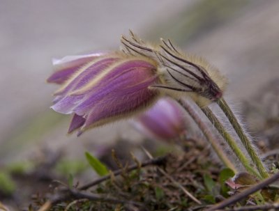 spring pasque flower 4.jpg