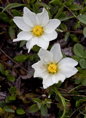 Dryas octopetala.jpg